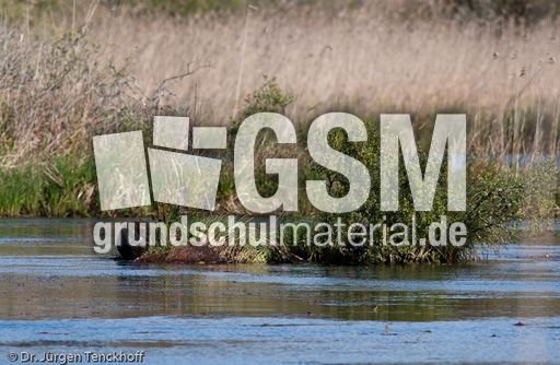 Nutria (7 von 25).jpg